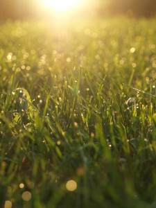 Taken at home - sun rising of dew laden grass