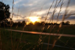 Tall grass at sunset