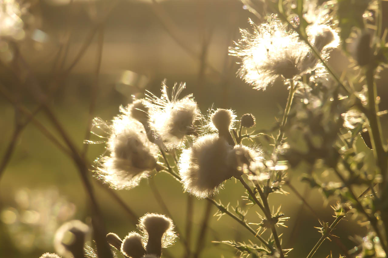 Thistles in the evening sun